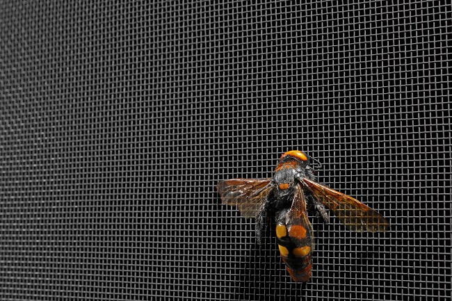 Keep Wasps Away with Better Window Screens